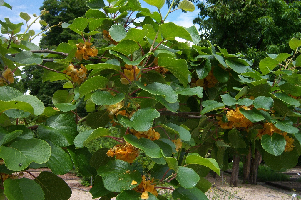 CHINESE GOOSEBERRY. ACTINIDIA CHINENSIS DELICIOSA